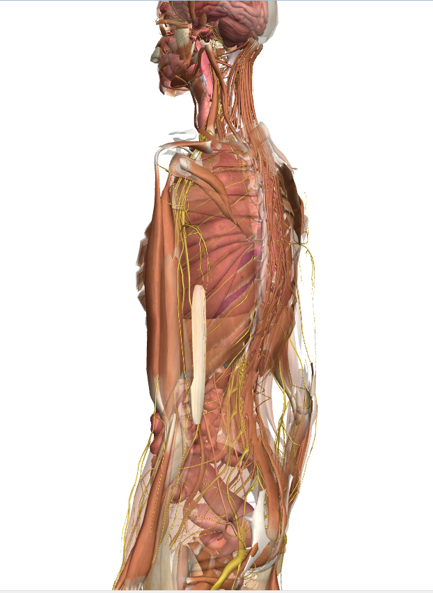 図2 内臓と神経と筋