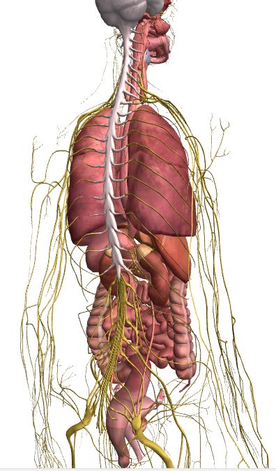 図1 内臓と神経